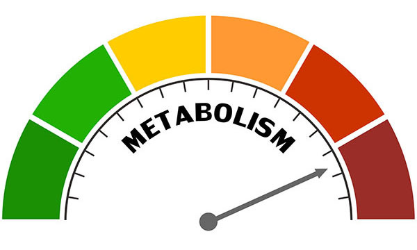 Understanding Metabolism and Weight Gain
