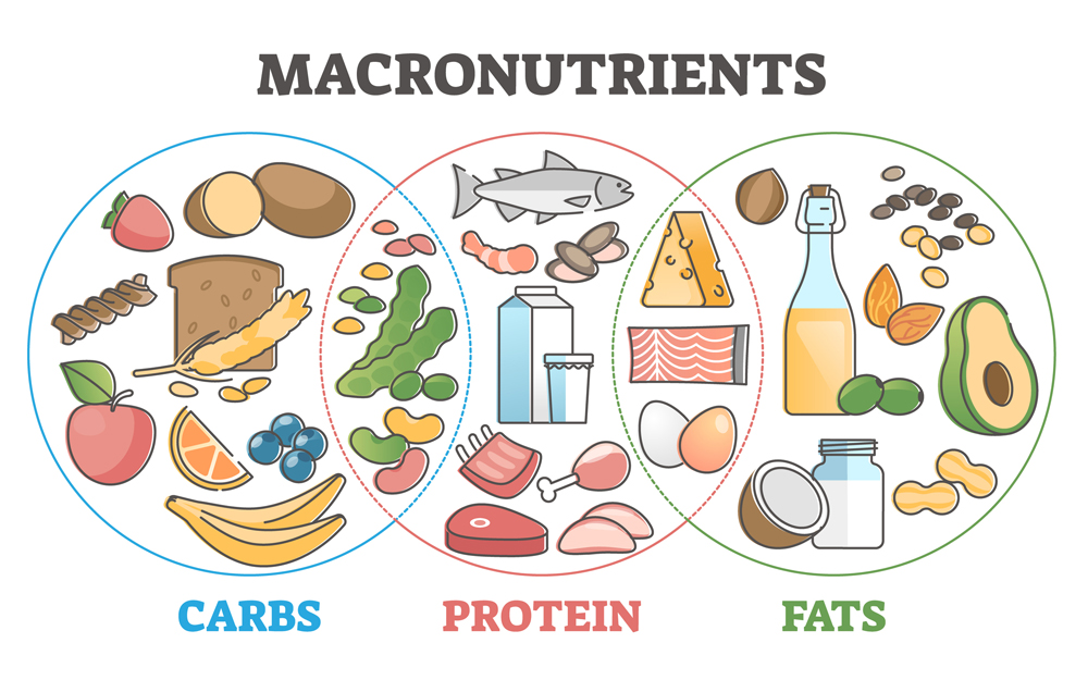 The Role of Macronutrients in Weight Gain