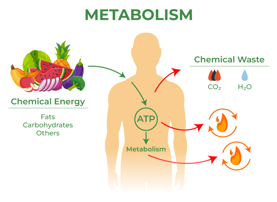 Role of metabolism